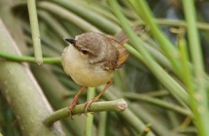 tawny flanked prinia