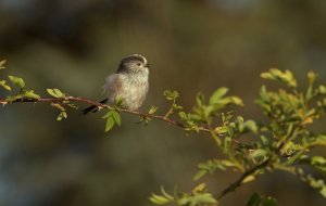 Long-tailed tit.