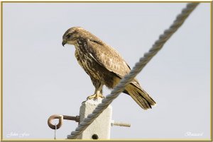 Common Buzzard