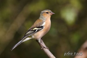 chaffinch