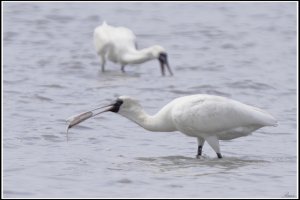 Black-faced Spoonbill with good fishing skill