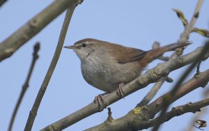 Cetti's Warbler