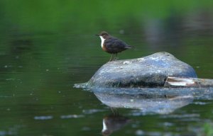 Dipper.