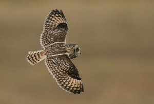 Short eared Owl