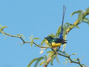 Nile valley sunbird
