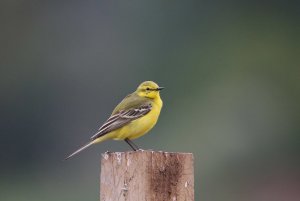 Yellow Wagtail