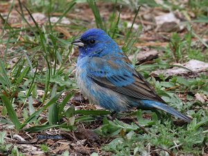 Indigo Bunting