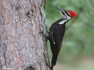 Pileated Woodpecker