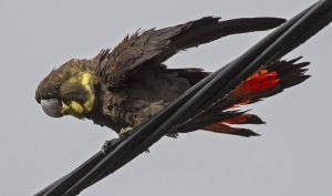 Glossy black cockatoo on wire