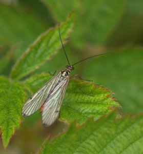 Scorpion Fly,  female.