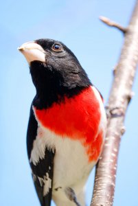 Rose-breasted Grosbeak