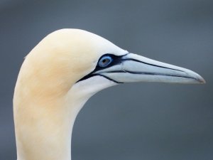 Gannet