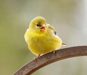 American Goldfinch