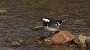 Pied Wagtail.