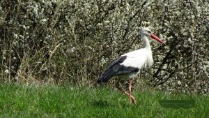 White Stork