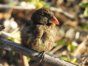 Genovesa Cactus Finch