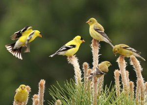 American Goldfinch