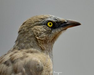 Large Grey Babbler