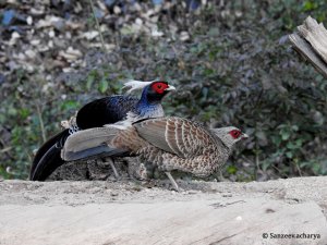 A Pair of Kalij Pheasant