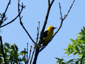 Eurasian Golden Oriole