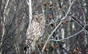 Ural Owl