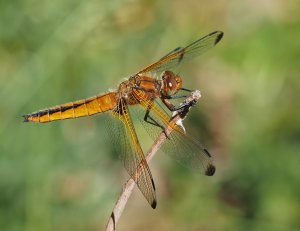 Scarce Chaser