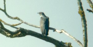 Cuckoo