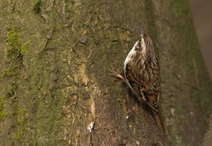 Treecreeper