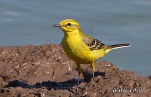 yellow wagtail