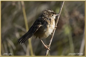 Fan-tailed Warbler