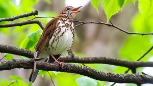 Wood Thrush