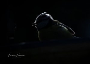 Blue Tit