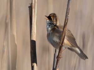 in the reeds