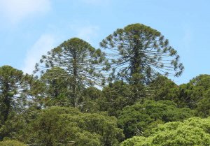 Bunya Pines