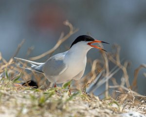 Roseate Tern