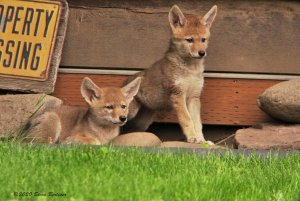 Ruff & Reddy; Coyote Pups