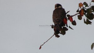 Eurasian Hobby