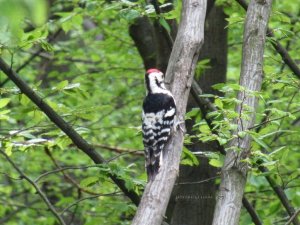 White-Backed Woodpecker