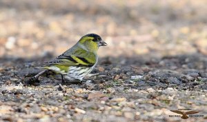 Siskin