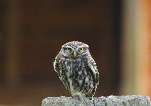 Little owl