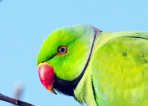 Ring-necked parakeet