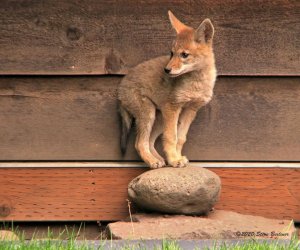 Coyote pup on rock