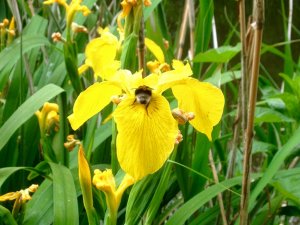 Bee collecting pollen