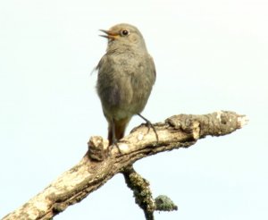 Redstart (first year)