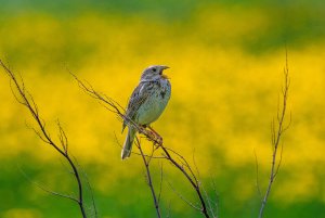 Corn Bunting