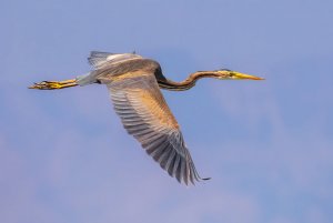 Purple Heron