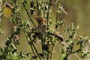 clay colored sparrow