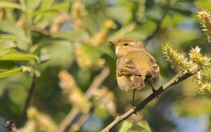 Chiffchaff