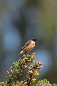 Male Stonechat