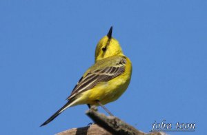 yellow wagtail